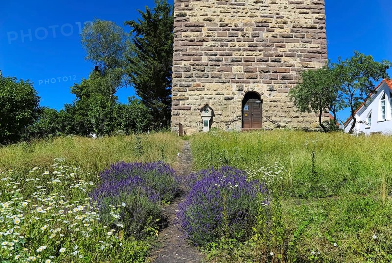 Lavender blossom (Lavandula angustifolia), at the foot of the Römerturm, Oberstadtturm, Oberer Turm, Hoher Turm, built on the remains of the first castle of Haigerloch, humpback ashlar from around 1100, upper storey octagonal structure from 1744-1746, master builder Christian Beyer, historical building, Haigerloch, Zollernalbkreis, Baden-Württemberg, Germany, Europe