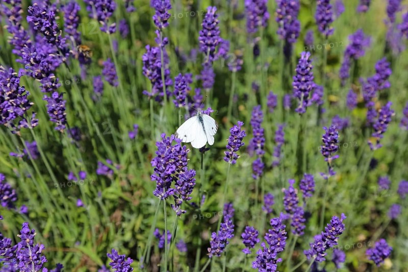 Lavender (Lavandula angustifolia), Cabbage butterfly (Pieris brassicae), butterfly, butterfly, purple flower, dwarf shrub, at the foot of the Römerturm, Oberstadtturm, Haigerloch, Zollernalbkreis, Baden-Württemberg, Germany, Europe