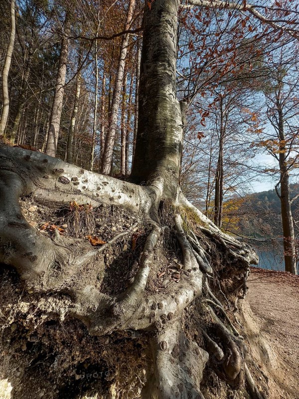 Tree roots, autumn atmosphere at Hechtsee lake near Kufstein, Tyrol, Austria, Europe