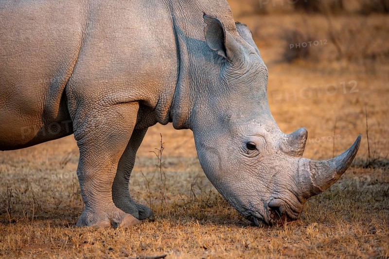 Southern white rhinoceros (Ceratotherium simum simum), rhino grazing in the evening light, animal portrait, Khama Rhino Sanctuary, Serowe, Botswana, Africa