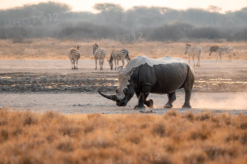 Southern white rhinoceros (Ceratotherium simum simum), rhino coming out of mud bath, stirring up dust, in the evening light, Khama Rhino Sanctuary, Serowe, Botswana, Africa