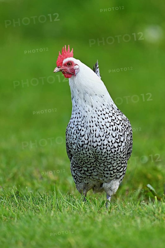 East Frisian Gull standing in a meadow, chicken breed with good utilisation characteristics, Texel, North Holland, Netherlands