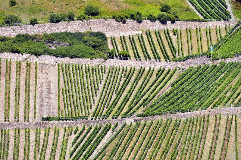 Vineyards above Lorchhausen in the Rheingau, Hesse, Germany, Europe