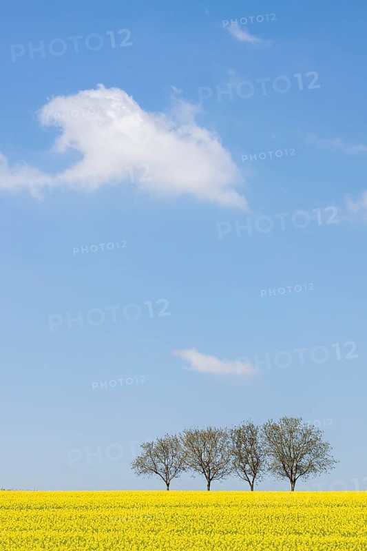 Yellow rape field with four walnut trees under a clear blue sky, Southern Palatinate, Palatinate, Rhineland-Palatinate, Germany, Europe