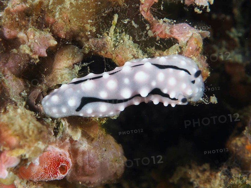 White nudibranch with black lines, Rudman's Phylidiella (Phyllidiella rudmani), warty snail, on corals, dive site Prapat, Penyapangan, Bali, Indonesia, Asia