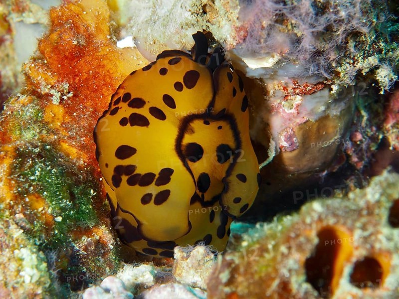 Yellow nudibranch with black spots, Martens flank gill (Tomoberthella martensi), in a colourful underwater world, dive site Napoleon, Permuteran, Bali, Indonesia, Asia