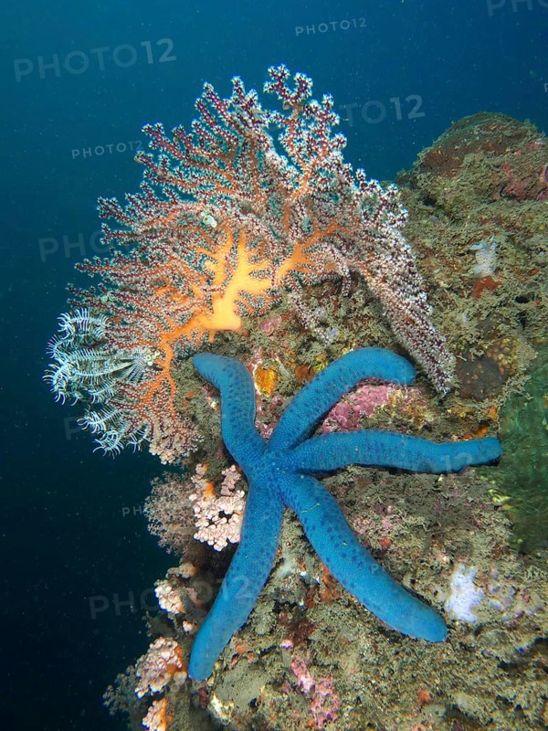 Blue starfish (blue Linckia laevigata) in a coral reef next to colourful soft corals, dive site Pidada, Penyapangan, Bali, Indonesia, Asia