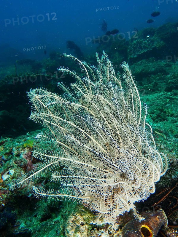 White feather star with fine rays, Bushy feather star, Variable feather star (Comaster schlegelii), on coral reef in the ocean, dive site Pidada, Penyapangan, Bali, Indonesia, Asia