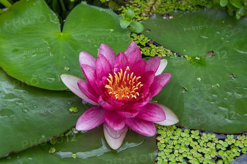 Red water lily (Nymphaea) on green leaves in a pond, duckweed, Baden-Württemberg, Germany, Europe
