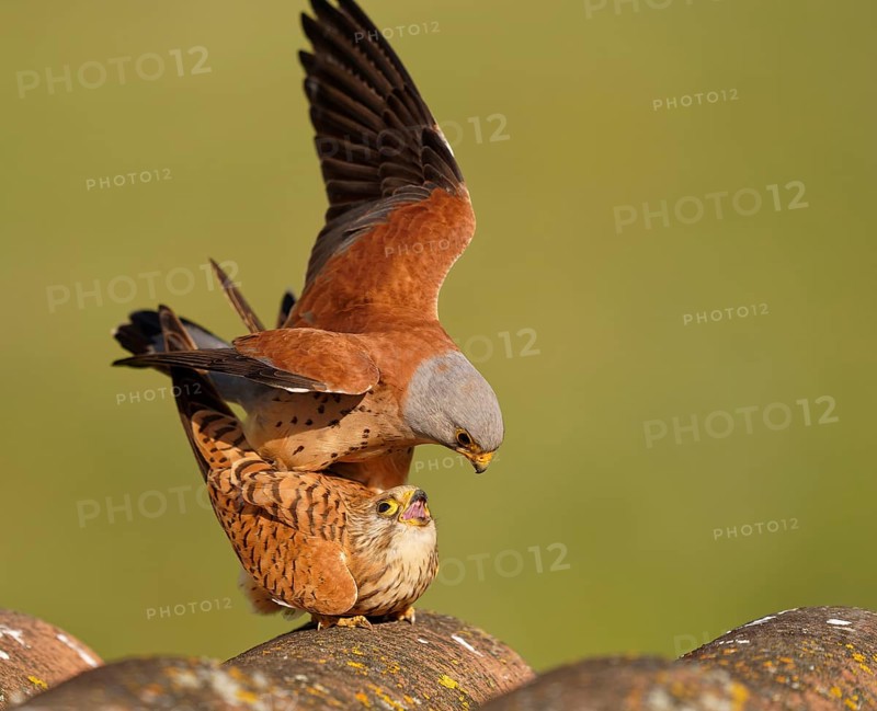 Pair of lesser kestrels (Falco naumanni), copula on the roof of an abandoned finca, Extremadura, Spain, Europe