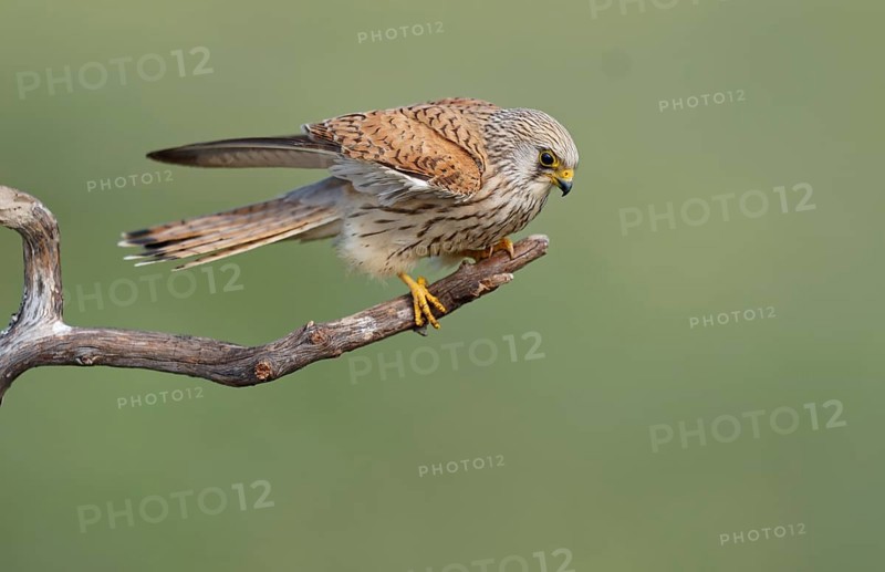 Female lesser kestrel (Falco naumanni) Dry branch, Extremadura, Spain, Europe