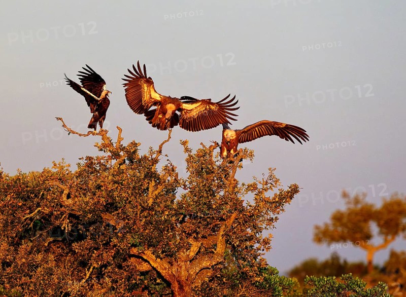 Spanish imperial eagle (Aquila adalberti) in first morning light with griffon vultures on a holm oak, Extremadura, Spain, Europe