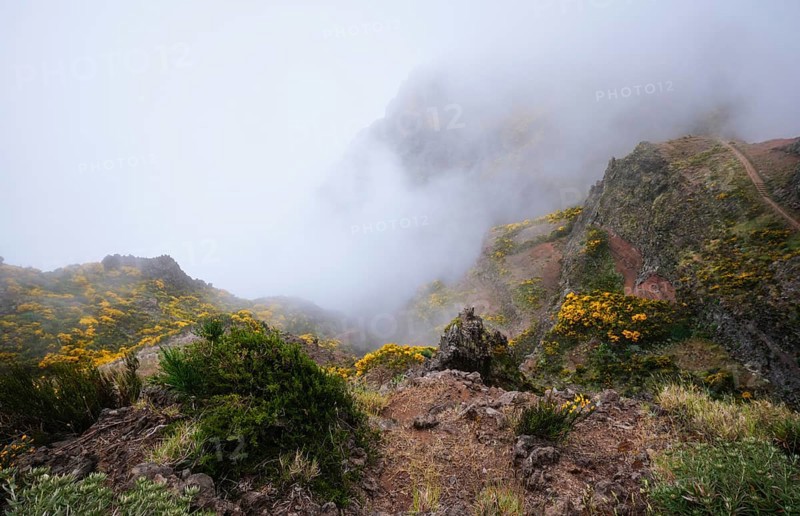 A mountain with hiking trail covered in fog and clouds with blooming Cytisus shrubs. Near Pico de Arieiro, Madeira island, Portugal, Europe