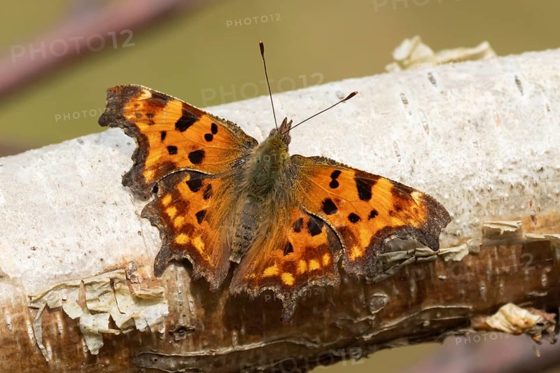 Comma butterfly (Polygonia c-album) adult insect resting on a tree branch in the summer, England, United Kingdom, Europe