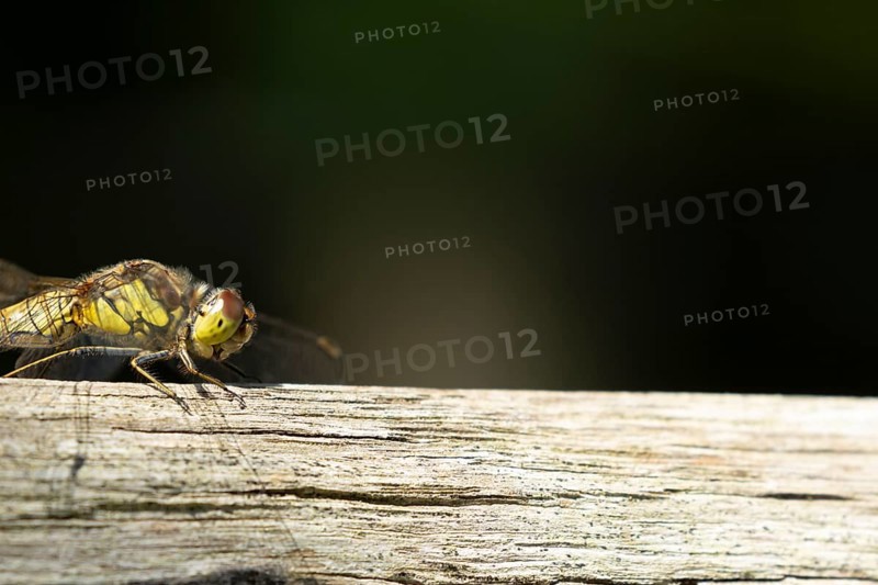 Common darter dragonfly (Sympetrum striolatum) adult female insect on a wooden fence in the summer, England, United Kingdom, Europe