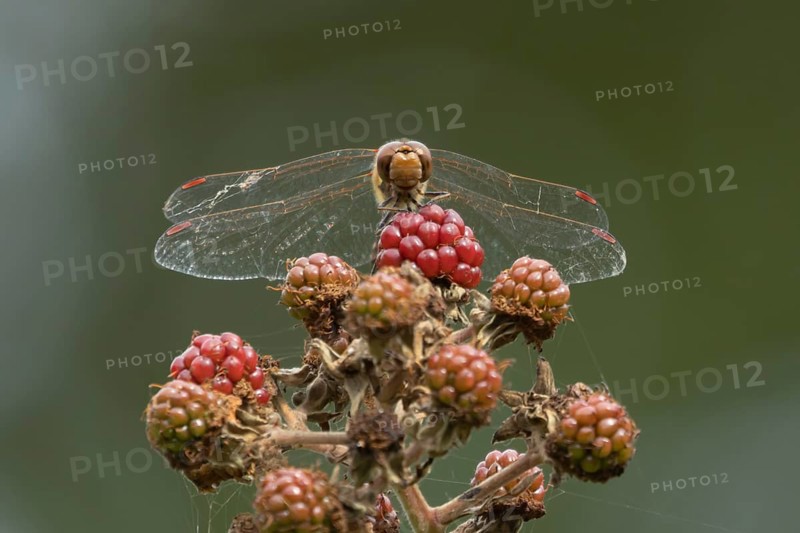 Common darter dragonfly (Sympetrum striolatum) adult male insect on a blackberry fruit in the summer, England, United Kingdom, Europe