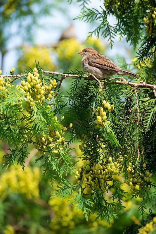 House sparrow (Passer domesticus), house sparrow, sparrow, female sitting on a green branch, Thuja occidentalis with yellow-green fresh cones, fruits, seeds, surrounded by greenery, blurred background, sunny day, summer, village, rural, garden, Potsdam, Land Brandenburg, Germany, Europe