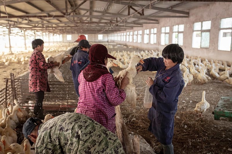 Ducks being vaccinated at the duck breeding centre Jiang Su Xiang Gui Breeding Co. Ltd, Xiang Shui County, China, Asia