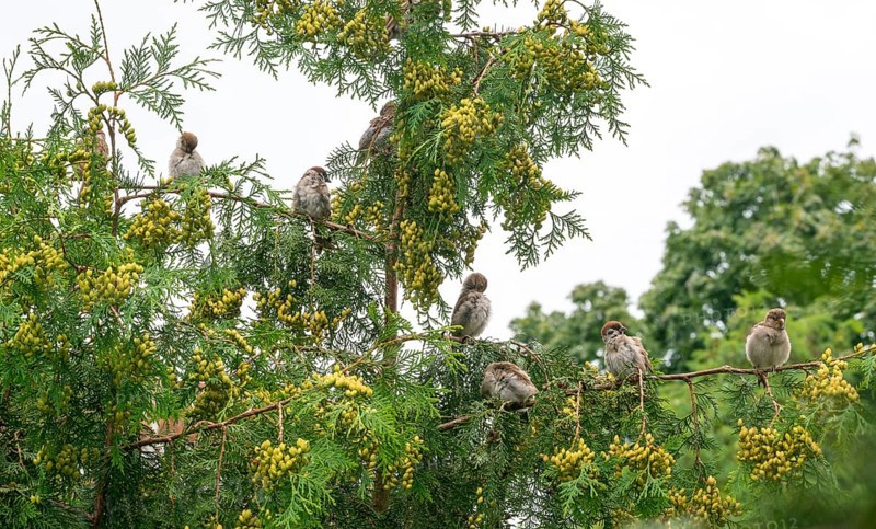 House sparrows (Passer domesticus), house sparrow, sparrow, male and female sitting on green branches and grooming their plumage in an overcast sky, Thuja occidentalis with yellow-green fresh cones, fruits, seeds, the picture looks peaceful and natural, the plumage of several birds stands out and is mixed up and fluffed up up, summer, village, rural, garden, light, monochrome background, Potsdam, Brandenburg, Germany, Europe