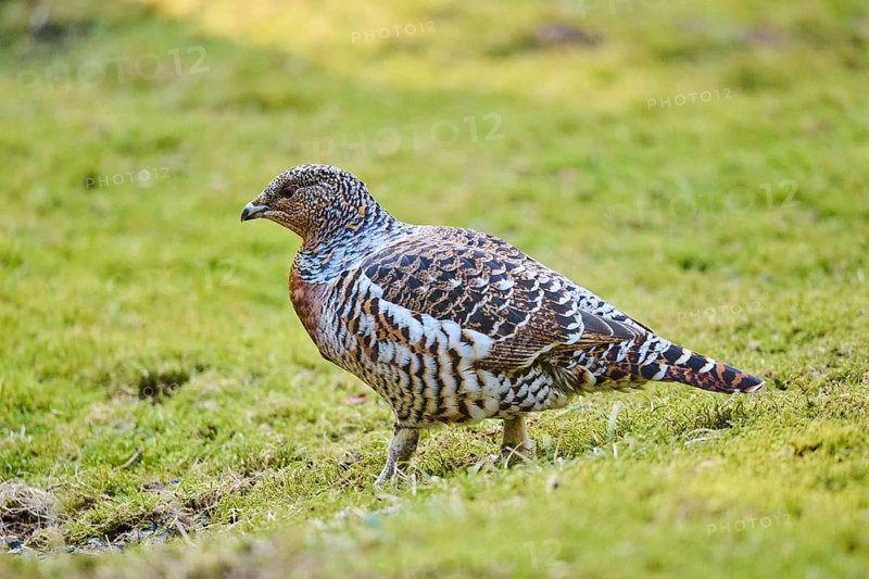 Western capercaillie (Tetrao urogallus) female (hen) standing on the ground at the edge of a foest, Bavaria, Germany, Europe