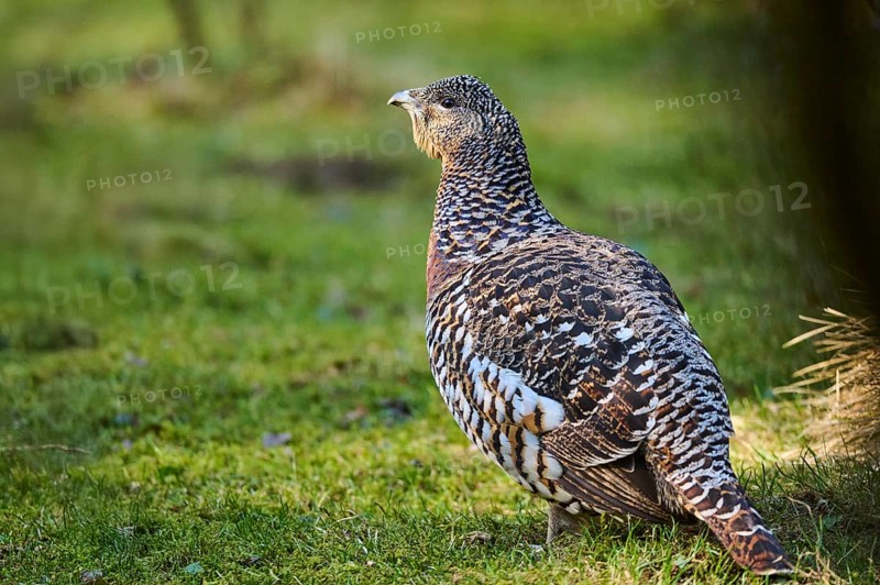 Western capercaillie (Tetrao urogallus) female (hen) standing on the ground at the edge of a foest, Bavaria, Germany, Europe