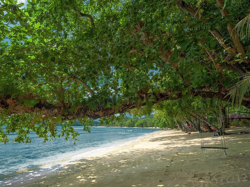 Overhanging tree on Pulisan Beach, North Sulawesi, Indonesia, Asia