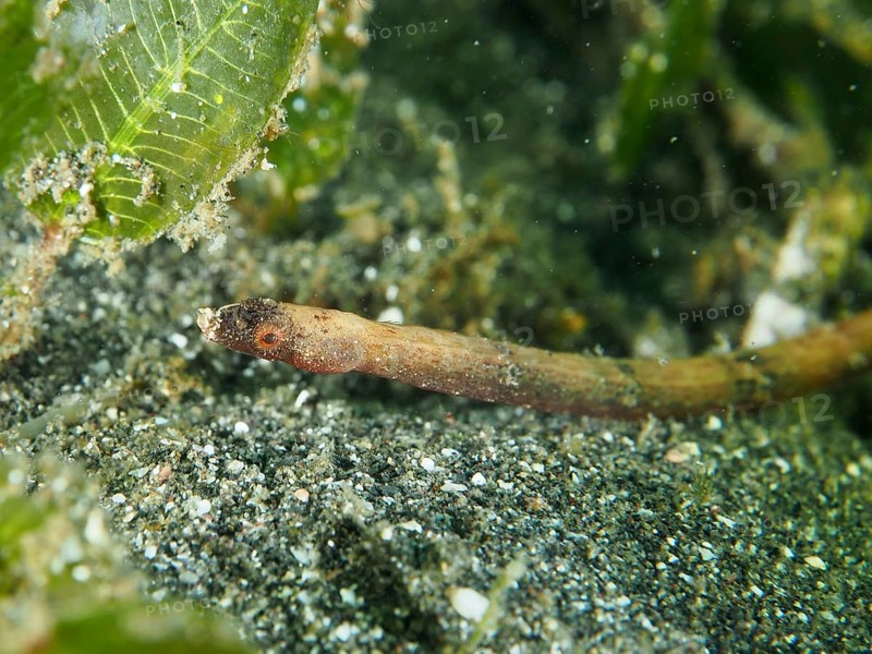 A worm-like animal, spiny-snouted sea needle (Halicampus spinirostris), sea needle, moving across the sandy seabed, dive site Secret Bay, Gilimanuk, Bali, Indonesia, Asia