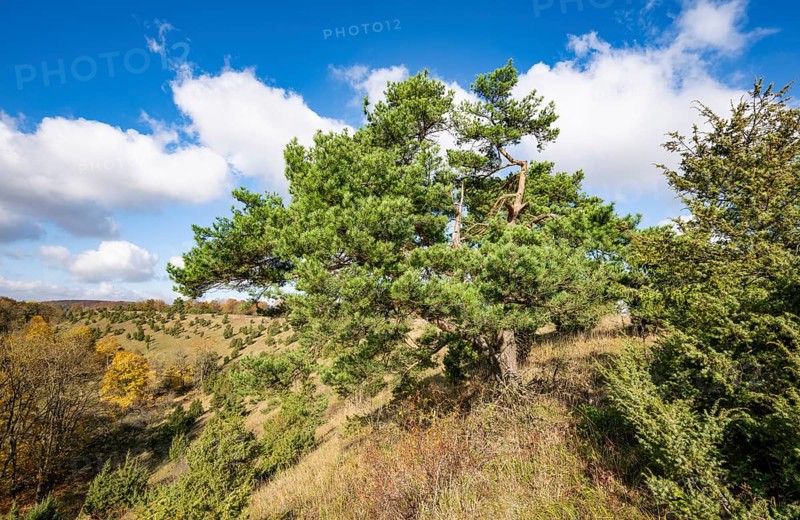 Common pine (Pinus sylvestris), blue sky, white clouds, on juniper heath, Thuringia, Germany, Europe