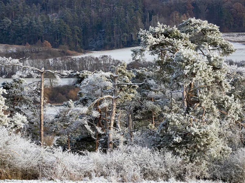 Scots Pine (Pinus sylvestris), trees covered in frost and snow on a sunny winter's day, in the nature reserve Scheid beside Volkmarsen, Hesse, Germany, Europe