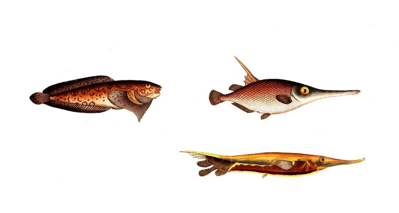 Fish, fish, left: Cyclopterus liparis, the bearded fish, the unctuous sucker. bottom right: Centriscus scutarus, der Messerfisch, the Knife Fish. top right: Centriscus scolopax, der Schneppenfisch, the Snipe-Fish, Historic, digitally restored reproduction from a 19th century original, Record date not stated