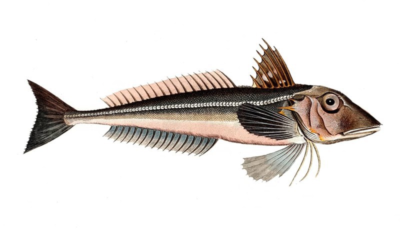 Fish, Fish, Fish species from the subfamily of the Grey gurnard, Trigla gurnardus, the grey gurnard, Historic, digitally restored reproduction from a 19th century original, Record date not stated
