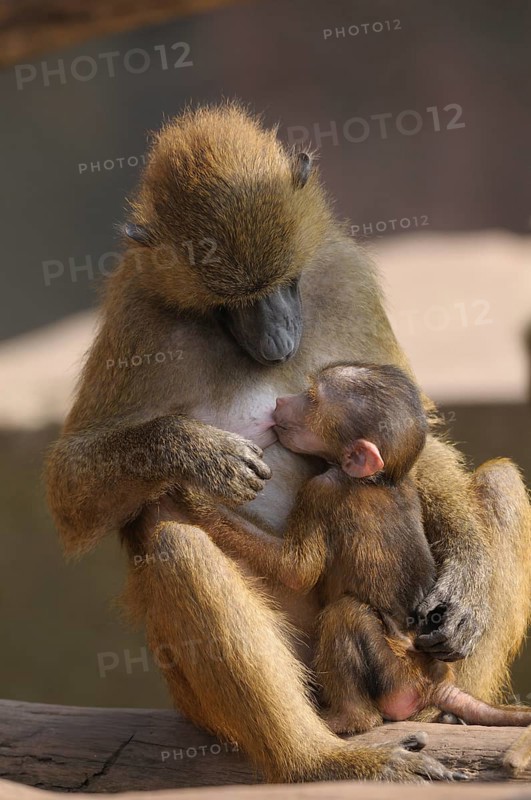 A baboon mother suckles her young in a quiet scene, Guinea baboon (Papio papio), captive, Germany, Europe