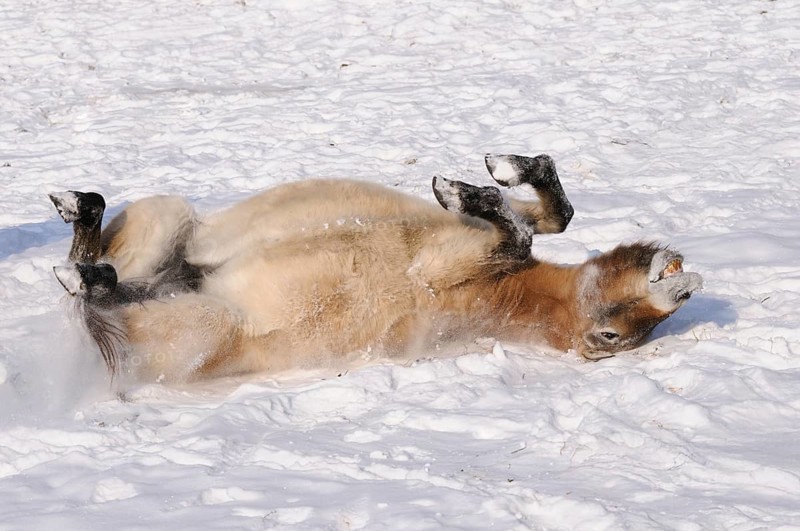 Przewalski's horse playfully rolling in the snow, lively and cheerful atmosphere, Przewalski's horse (Equus ferus przewalskii), Bavarian Forest National Park