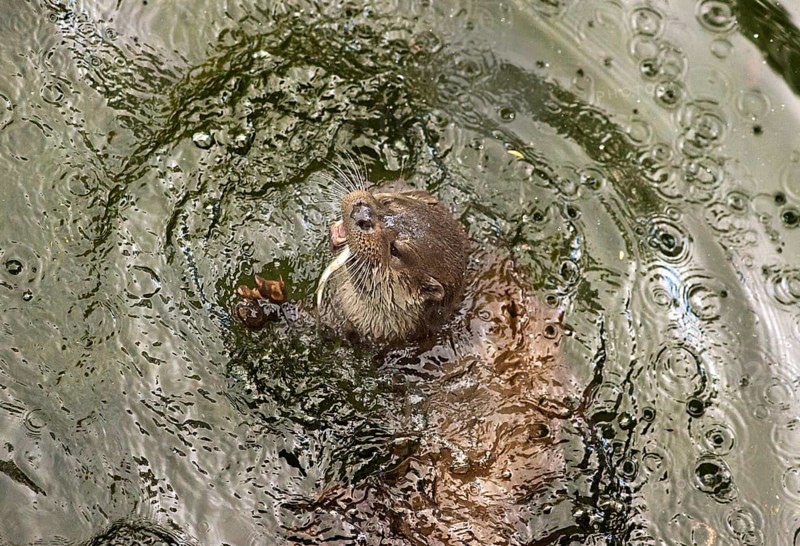 Eurasian otter (Lutra lutra) eating a fish in a pond, Alsace, France, Europe