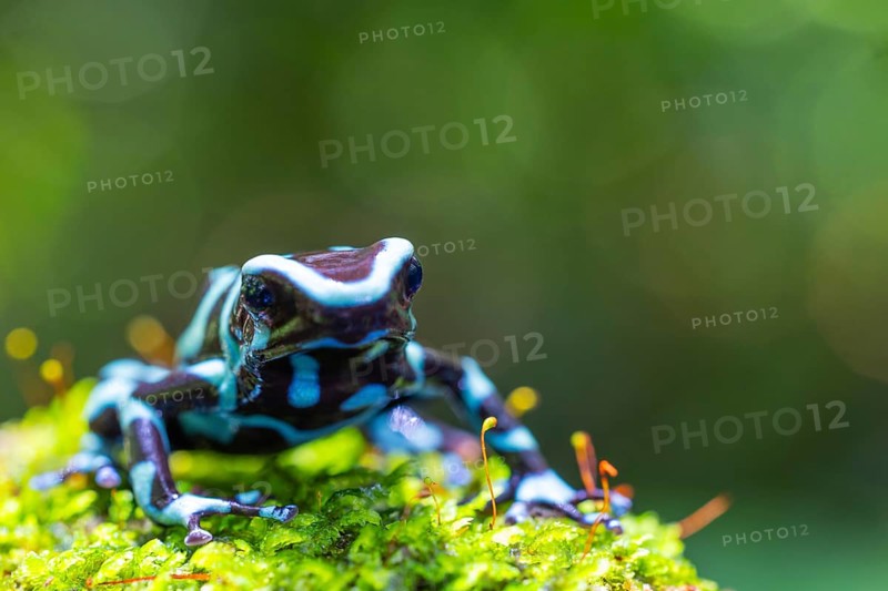 Golden tree climber (Dendrobates auratus), frogs (Rana), Alajuela, Costa Rica, Central America