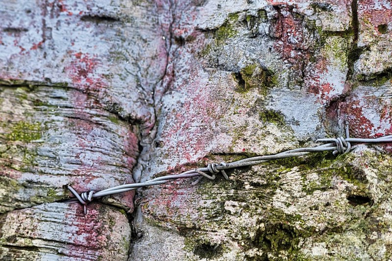 Barbed wire injured by tree bark, old beech trunks, The Dark Hedges, Ballymoney, County Antrim, Northern Ireland, Great Britain
