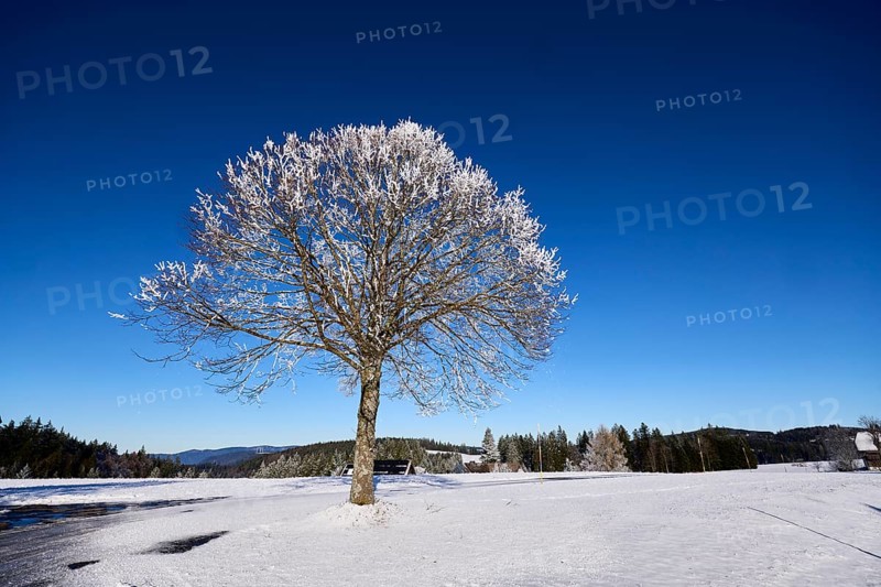 Freestanding snow-covered tree against a deep blue cloudless sky, hilly winter landscape, Titisee-Neustadt, Black Forest, Breisgau-Hochschwarzwald district, Baden-Württemberg, Germany, Europe