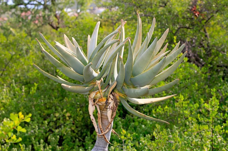 Quiver tree (Aloe dichotoma)
