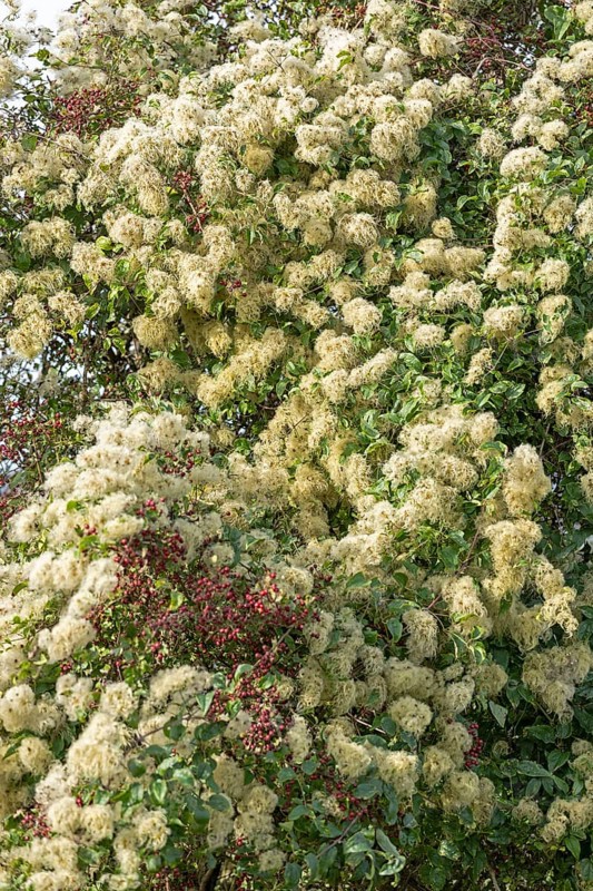 Creeping knotweed (Fallopia baldschuanica) overgrowing a hawthorn (Crataegus), Truleigh Hill, Shoreham by Sea, South Downs, West Sussex, England, United Kingdom, Europe
