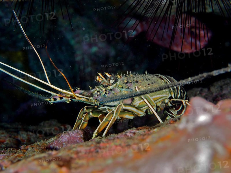 Brown spiny crayfish (Panulirus echinatus), dive site El Cabron Marine Reserve, Arinaga, Gran Canaria, Spain, Atlantic Ocean, Europe