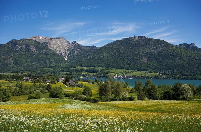 Flower meadow with view to Sankt Wolfgang am Wolfgangsee and Schafberg, Osterhorngruppe, Salzkammergut, Land Salzburg, Austria, Europe