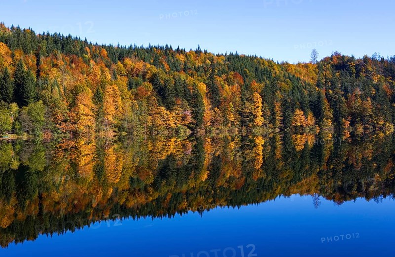 Mountain lake, Colourful autumn forest reflected in the Nussensee, Salzkammergut, Salzburg province, Austria, Europe