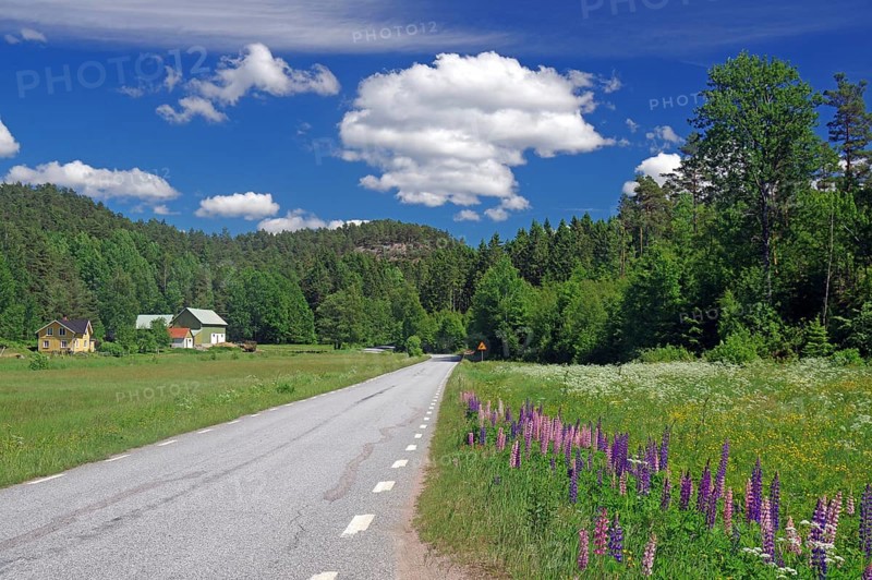 Flowering spring meadows with lupines and wildflowers, idyllic landscape, narrow road, Dalsland, springtime