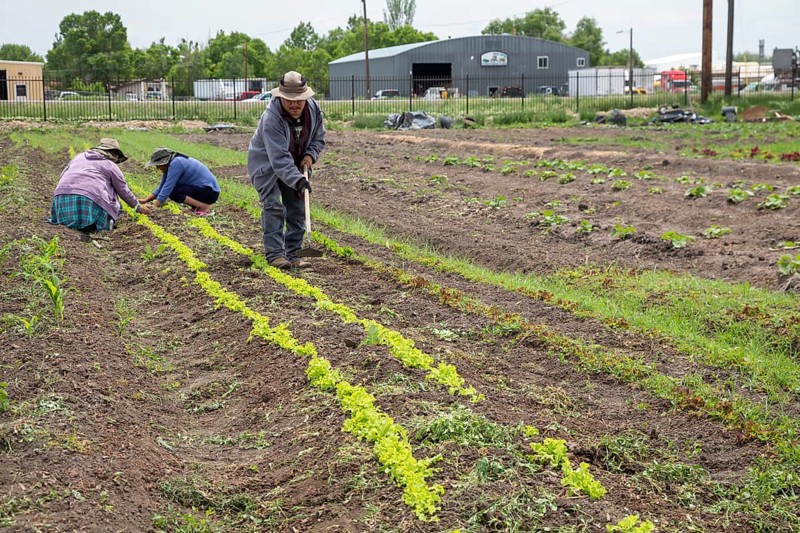 Alamosa, Colorado, The Rio Grande Farm Park. The commercial side of the nonprofit farm allows farmers to raise crops for sale. The family side contains smaller plots, where families raise food only for themselves. The farm is irrigated with water from the adjacent Rio Grande