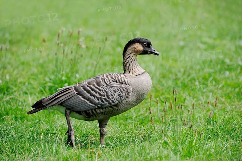 Hawaiian goose (Nesochen sandvicensis) or Nene goose, captive, occurring in Hawaii