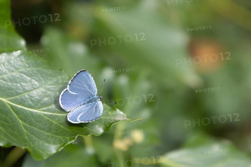 Holly blue (Celastrina argiolus) butterfly adult resting on an Ivy (Hedera helix) leaf, Suffolk, England, United Kingdom, Europe