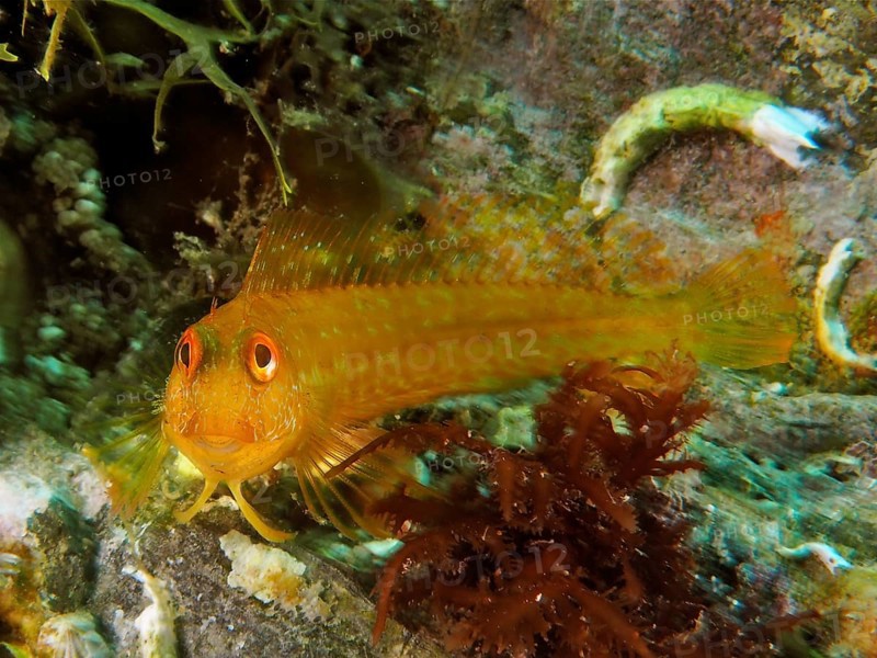 Variable blenny (Parablennius pilicornis), dive site Marine Protected Area Cap de Creus, Rosas, Costa Brava, Spain, Mediterranean Sea, Europe