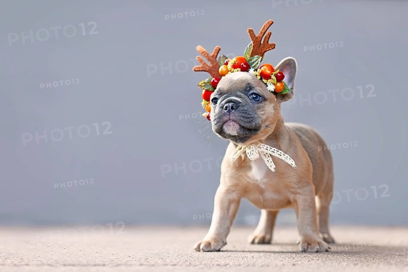 Small fawn French Bulldog dog puppy wearing a seasonal Christmas reindeer antler headband standing in front of gray wall with empty copy space
