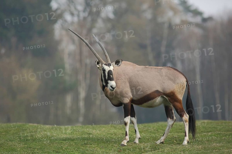 Gemsbok (Oryx gazella), male, captive