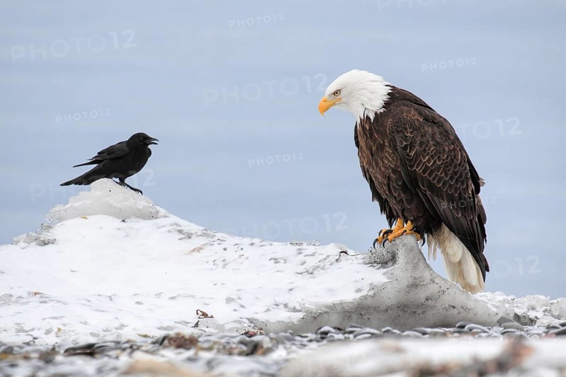 Bald Eagle (Haliaeetus leucocephalus), Bald Eagle, Homer, Kenai Peninsula, Alaska, USA, North America